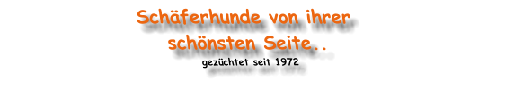 Schferhunde von ihrer  schnsten Seite.. gezchtet seit 1972